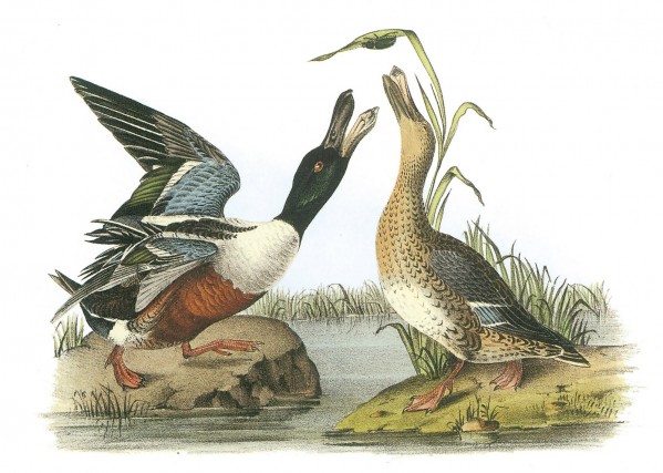 Flamingo birds by John James Audubon